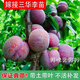 錢(qián)排銀妃三華李子樹(shù)苗嫁接水果苗紅心三月早熟李子苗蜂糖李子樹(shù)苗 1年苗錢(qián)排三華李1棵【難結果 無(wú) 50-80