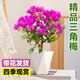愛優(yōu)尚三角梅盆栽帶花苞樹陽臺(tái)室內(nèi)植物陽臺(tái)庭院四季開花紫櫻源頭直發(fā)