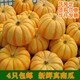 采馦萬(wàn)圣節小南瓜燈籠新鮮迷你貝貝南瓜真圓黃金色桔瓜金瓜太陽(yáng)果雕刻 桔瓜金瓜太陽(yáng)果 110g （一個(gè)南瓜）