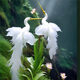 【新品】仙鶴蘭花種球 新品大花重瓣盆栽綠植冬天開(kāi)花耐寒陽(yáng)臺 狀元 6棵球【發(fā)芽發(fā)快】+送肥