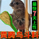 祥將黃豆鳥(niǎo)鳥(niǎo)食黃騰斗鳥(niǎo)飼料提性養性斗鳥(niǎo)專(zhuān)用高蛋白營(yíng)養收工鳥(niǎo)糧粉料 1瓶裝【500g】