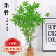 素蜜水培植物米竹室內盆栽富貴竹南天竹面綠植帶根水生竹 米竹10連株可水土培不含瓶