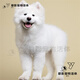 碧影薩摩耶微笑天使熊版薩摩犬薩摩耶幼犬純種活體寵物狗狗小狗幼崽 寵物級  普通款 弟弟