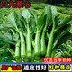 廣東四九菜心種子紅菜苔白菜苔四季蔬菜種籽孑增城遲青菜菜籽大全 四九菜心種子【5包 約5千粒】