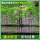 中夢(mèng)水杉水培魚(yú)缸造景溪流缸水杉盆栽盆景魚(yú)池水生植物綠植水草室內外 水杉50-60cm高5棵