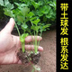 苗充充芹菜苗幼苗芹菜秧子苗蔬菜苗西芹秧苗根盆栽蔬菜苗陽(yáng)臺四季播 香芹苗50棵送10棵+肥料