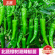 北蔬樟樹(shù)港辣椒苗種帶土秧苗活苗正宗辣椒樹(shù)苗湖南四季蔬菜苗農科院 正宗北蔬樟樹(shù)港辣椒苗12棵+肥50g
