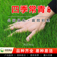 瑋藝進(jìn)口草坪種子草籽四季青免修剪護(hù)坡綠化草坪草耐寒耐旱矮生草種子 混播四季青草籽1斤