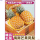 順豐禮盒 10斤芒果鳳梨海南新鮮水果金鉆鳳梨佳農特大sw風(fēng)梨整箱 5斤 大果 標準 標準