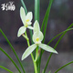 劉閣蘭花劉閣名品蘭花苗盆栽 蓮瓣蘭【大雪素】濃香室內綠植花卉盆景 2苗連體 關(guān)注送肥送說(shuō)明書(shū)