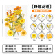 天色干花書簽 壓花材料包創(chuàng)意手工制作小學生男女孩畢業(yè)紀念禮物植物標本野趣花語系列橙色18朵TS-6135