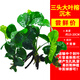 森悠（SARYOR）魚(yú)缸懶人沉木水榕造景裝飾活體植物水族箱真水草套餐淡水增氧水草 大葉榕沉木三頭
