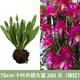 令葉園令箭荷花盆栽帶花苞東北小粉色易活四季室內陽(yáng)臺綠植花卉曇花大苗 70cm　十葉片超大苗?。导t）