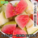 藍易脆廣西當季特產新鮮水果現(xiàn)摘現(xiàn)發(fā)番石榴雙拼奶油紅心珍珠白心芭樂 廣西芭樂 5斤 軟紅心芭樂+珍珠白心芭樂