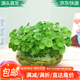 萌肉居招財(cái)水培植物辦公室盆栽金錢草室內(nèi)綠植銅錢草草根源頭直發(fā)