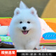 伊寵純種薩摩耶幼犬熊版寵物狗狗活體小狗活物幼崽 寵物級 A級 公