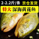 歡之婧 東海大黃魚(yú) 黃花魚(yú)新鮮 鮮活船凍 深海海捕 2條裝（2斤以上/條）