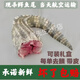 活體鱷魚現(xiàn)殺鱷魚肉 整條鱷魚尾肉  新鮮現(xiàn)殺整條鱷魚尾巴肉整條 5斤尾巴整根