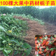 禾之潤100棵中藥材黃梔子樹苗 野生結(jié)果食用色素綠化盆栽山枝子水梔子苗 30cm(含)-40cm(不含) 100棵黃梔子苗25-60公分