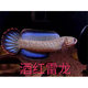 一型紅觀(guān)賞魚(yú)雷龍魚(yú)七彩進(jìn)口雷龍奶茶火背血斑魚(yú)酒阿薩姆藍帆 酒紅雷龍魚(yú)3-4厘米/拍2單送1條 中通發(fā)貨