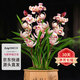 劉閣蘭花蘭花建蘭七彩玲瓏花卉綠植盆栽 6苗連體帶3花裸根源頭直發(fā)