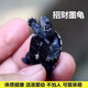 富龜龜寶家養寵物龜金線(xiàn)草龜活體小烏龜長(cháng)壽龜深水龜金線(xiàn)龜墨龜草龜苗 精品墨龜3-4厘米（1只）