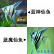 甄夢(mèng)漁野大號神仙魚(yú)燕魚(yú)秘魯七彩淡水魚(yú)紅頭三色雪燕熊貓活體熱帶觀(guān)賞魚(yú) 已發(fā)色大號藍魔神仙2條裝4-5cm