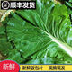 鹿凌青白菜葉飯包東北大白菜葉子新鮮蘸醬蔬菜大飯包打飯包菜葉發(fā)順豐 20片白菜葉無醬【發(fā)順豐】