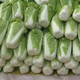 大白菜新鮮蔬菜批發(fā)10斤農(nóng)家菜整顆白菜可做酸菜辣白菜5斤 9-10斤裝大白菜帶箱