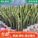 萌肉居高大型植物金邊虎皮蘭植物花卉綠植盆栽70-90cm高6-8棵源頭直發(fā)