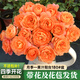臨雅果汁陽(yáng)臺月季盆栽花苗四季開(kāi)花卉玫瑰帶花苞源頭直發(fā) 180#2盆