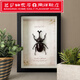 昆蟲(chóng)標本獨角仙甲蟲(chóng)金龜天牛生日禮物家居擺件禮品掛墻創(chuàng  )意 7寸獨角仙