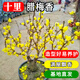 綠達臘梅花樹(shù)苗盆栽叢生地載庭院風(fēng)景樹(shù)耐寒紅梅矮化老樁原生素心蠟梅5年精選嫁接素心臘梅濃香型