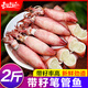 東上御品 海兔 筆管魚(yú) 滿(mǎn)籽海兔子帶籽≥99% 烏青島海鮮火鍋燒烤食材 生凍筆管魚(yú) 2斤(凈重)