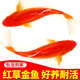 大紅草金魚活魚冷水觀賞魚好養(yǎng)淡水魚紅草魚鳳尾純紅色魚小金魚活 5-8cm紅草6條