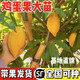 蛋黃果苗樹(shù)耀堂仙桃木瓜雞蛋果樹(shù)苗庭院種植當年結果陽(yáng)臺盆栽帶土 新品種【AL羅斯果嫁接苗】榴蓮味 三年苗