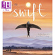 雨燕的旅程 Swift An Epic Story of a Small Birds Courage 英文原版 兒童動(dòng)物故事書(shū) 科普繪本 進(jìn)口童書(shū)5-7歲