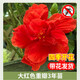 壹植扶?；ㄅ柙灾匕陰Щòt色朱槿室內(nèi)陽臺庭院四季花卉綠植木槿樹苗 【大紅色重瓣】3年苗花期帶花 不含盆