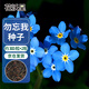 花沃里勿忘我花種子約300粒*2包 花卉種子四季草籽家庭盆栽陽臺庭院種植