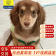 柴墨精品臘腸犬幼犬血統(tǒng)家養(yǎng)寵物狗狗活體小短腿幼崽小狗 寵物級(jí) 臘腸犬【長毛】
