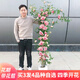 蘇藝緣爬藤月季花苗薔薇花苗藤本月季四季開(kāi)花藤曼玫瑰濃香爬藤植物花卉 我的心 1米-1.3米高大苗