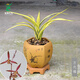 翁源蘭花墨蘭黃金萬(wàn)代福中透縞藝線(xiàn)藝蘭草名貴原生老品種高藝盆栽 萬(wàn)代福2壯苗【高藝】簡(jiǎn)易盆發(fā)