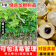 芥圃龍眼樹(shù)苗 官方旗艦 嫁接無(wú)核四季龍眼大樹(shù)苗桂圓樹(shù)苗當(dāng)年種果樹(shù)苗 儲(chǔ)良龍眼【帶土帶葉發(fā)貨】 2年苗 高度：60-80公分