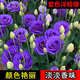 洋桔?；ǚN子各種花卉種子室內(nèi)陽臺盆栽花種子室外景觀花卉籽大全 洋桔梗種子【紫色 300?！? title=