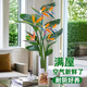 愛你一萬年天堂鳥無土純水培植物室內好養(yǎng)綠植水培水養(yǎng)易活桌面綠植吸除甲醛 A級 水培天堂鳥 50-60厘米 3顆