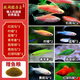 卡奇魚(yú) 斑馬魚(yú) 淡水魚(yú) 觀(guān)賞魚(yú) 小型觀(guān)賞魚(yú) 熱帶魚(yú) 蝶翼斑馬熒光好養易活 七色套餐B（圖上每種各2條）