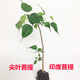 菩提樹(shù)苗菩提子榕樹(shù)印度金剛星月大樹(shù)名貴苗木庭院盆栽盆景 菩提61-70厘米高1棵