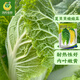 鳳鳴雅世 玲瓏黃娃娃菜種子黃心黃葉白菜四季播高山娃娃菜種籽蔬菜陽臺 耐熱夏貝貝娃娃菜種子10克