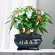 植男植女招財(cái)進(jìn)寶發(fā)財(cái)樹(shù)搖錢樹(shù)綠植盆栽客廳室內(nèi)喬遷開(kāi)業(yè)裝飾擺件源頭直發(fā)