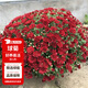 花翁菊花苗盆栽花卉綠植物九月菊帶花苞 千頭菊[紅色]-原土源頭直發(fā)
